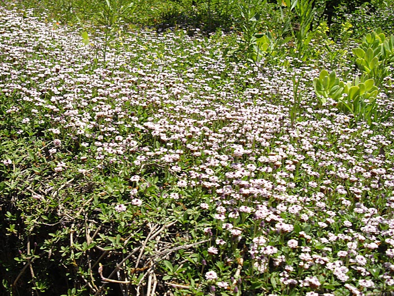Phyla nodiflora en fleurs sur un sol perturbé ensoleillé dans le parc de Saleccia, Corse